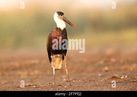 Wolly Necked Stork, Ciconia episcopus, Bhigwan Wetlands, Maharashtra, Indien Stockfoto