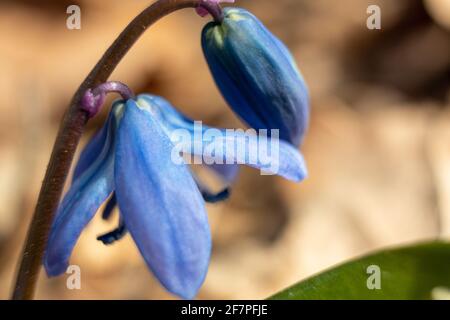 Blaue scilla-Schneeglöckchen blühen im sonnigen Frühling aus nächster Nähe Wilder Wald mit verschwommenem Hintergrund Stockfoto