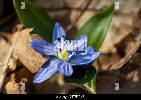 Blaue scilla, Squill-Makro. Schneeglöckchen blühen in der Nähe in den sonnigen Frühling wilden Wald Details Stockfoto