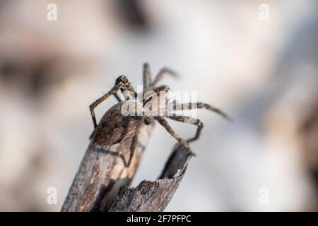 Kleine braune Wildspinne, die auf einem Ast sitzt, sonnt sich im Frühlingswald. Nahaufnahme von Supermakros mit unscharfem Hintergrund Stockfoto