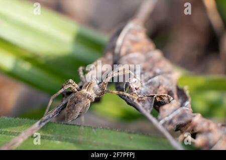 Kleine braune Wildspinne, die auf einem trockenen Blatt im grünen Gras sitzt, sonnt sich im Frühlingswald. Nahaufnahme von Supermakros mit unscharfem Hintergrund Stockfoto