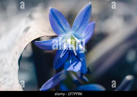 Blauer scilla, Tintenblütenkopf mit Anther im Pollenmakro. Schneeglöckchen blühen aus nächster Nähe mit verschwommenem Hintergrund. Sonnig kalt frühen Frühling wil Stockfoto