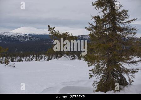 Pallas fällt im Frühling, Pallas-Yllästunturi-Nationalpark, Muonio, Lappland, Finnland Stockfoto