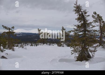 Pallas fällt im Frühling, Pallas-Yllästunturi-Nationalpark, Muonio, Lappland, Finnland Stockfoto