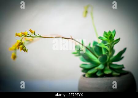 Blühende Echeveria (Sorte) Sukulente Pflanze. Echeveria ist eine große Gattung von blühenden Pflanzen aus der Familie der Crassulaceae, die in Halbwüstengebieten beheimatet ist Stockfoto