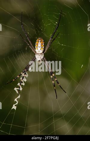 Signature Spider im Web, Argiope aurantia, Westbengalen, Indien Stockfoto