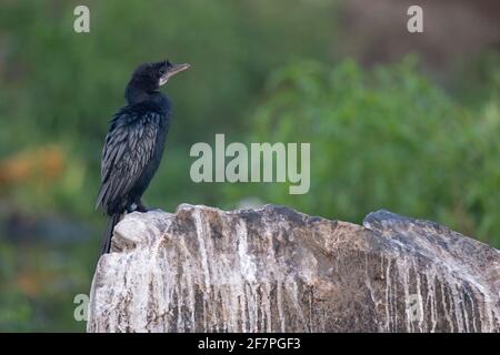 Indischer Kormoran, Phalacrocorax fuscicollis, Bokaro Steel City, Jharkhand, indien Stockfoto