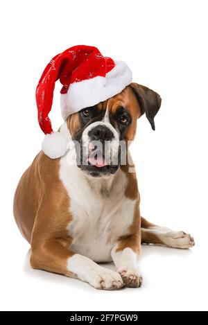 Erwachsene Boxerhund mit weihnachtsmütze isoliert auf weißem Hintergrund Stockfoto