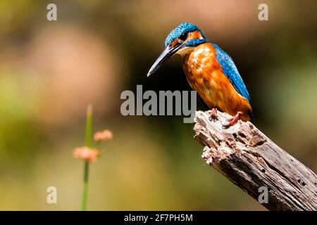 Kingfisher, Alcedo aththis, Tajo River, Monfrague National Park, ZEPA, Biosphärenreservat, Provinz Caceres, Extremadura, Spanien, Europa Stockfoto