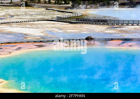 Ein Bison überquert die Grand Prismatic Spring im Yellowstone National Park. Wyoming. USA. Stockfoto