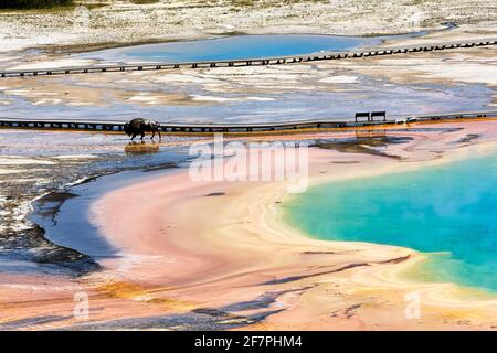 Ein Bison überquert die Grand Prismatic Spring im Yellowstone National Park. Wyoming. USA. Stockfoto