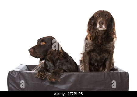 Kleine munsterlander Hunde isoliert auf weißem Hintergrund Stockfoto