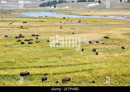 Im Yellowstone National Park gibt es kostenlose Wildbison. Wyoming. USA. Stockfoto