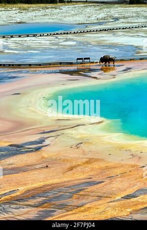 Ein Bison überquert die Grand Prismatic Spring im Yellowstone National Park. Wyoming. USA. Stockfoto