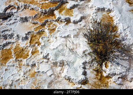 Palettenfedern. Teufel Daumen an den Mammoth Hot Springs. Yellowstone-Nationalpark. Wyoming. USA. Stockfoto