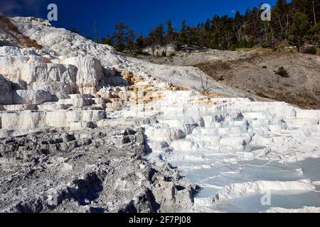 Palettenfedern. Teufel Daumen an den Mammoth Hot Springs. Yellowstone-Nationalpark. Wyoming. USA. Stockfoto