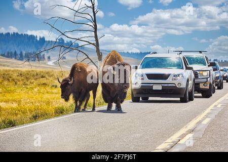 Bisons Crossing Road im Yellowstone National Park. Wyoming. USA. Stockfoto