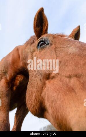 Neugieriges braunes Vollblutpferd (Equus ferus caballus) direkt auf die Kamera blickend, Niederwinkel-Porträt, Deutschland, Europa Stockfoto