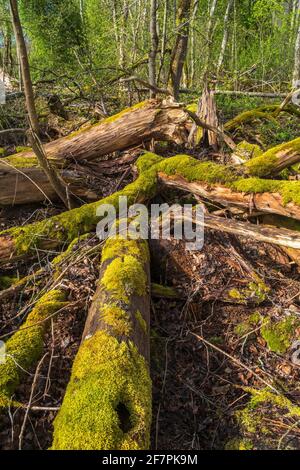 Moos bedeckte Baumstämme auf dem Waldboden Stockfoto