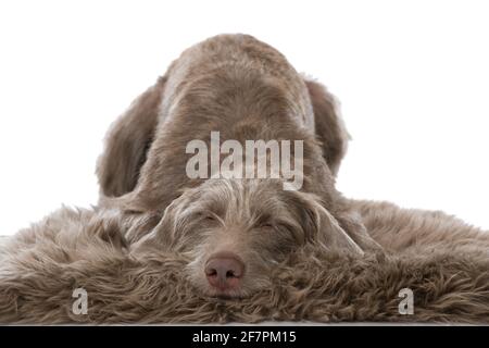 Weimaraner Hund isoliert auf weißem Hintergrund Stockfoto