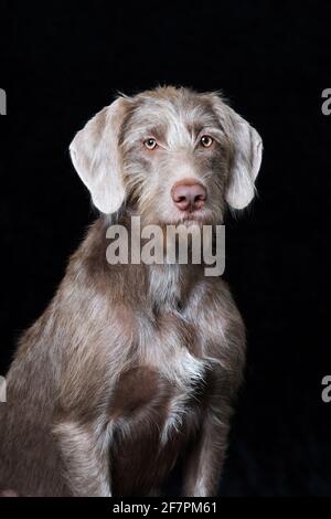 Weimaraner Hund isoliert auf schwarzem Hintergrund Stockfoto