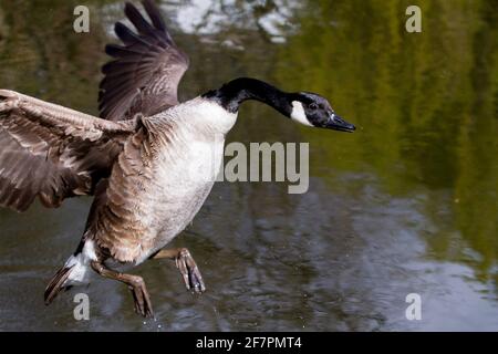 Holmfirth, Yorkshire, Großbritannien, 09. April 2021. Britische Wildtiere. Ein ziemlich Damm ähnelt einem Top Gun Film, der als Kanadagänse während der Brutsaison kämpfen. RASQ Photography/Alamy Live News Stockfoto