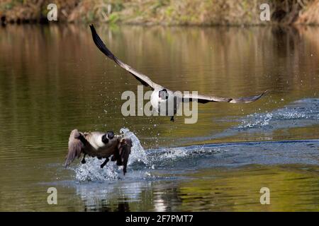 Holmfirth, Yorkshire, Großbritannien, 09. April 2021. Britische Wildtiere. Ein ziemlich Damm ähnelt einem Top Gun Film, der als Kanadagänse während der Brutsaison kämpfen. RASQ Photography/Alamy Live News Stockfoto