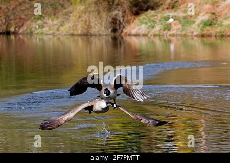 Holmfirth, Yorkshire, Großbritannien, 09. April 2021. Britische Wildtiere. Ein ziemlich Damm ähnelt einem Top Gun Film, der als Kanadagänse während der Brutsaison kämpfen. RASQ Photography/Alamy Live News Stockfoto