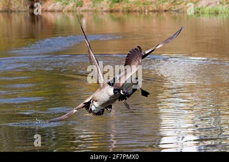 Holmfirth, Yorkshire, Großbritannien, 09. April 2021. Britische Wildtiere. Ein ziemlich Damm ähnelt einem Top Gun Film, der als Kanadagänse während der Brutsaison kämpfen. RASQ Photography/Alamy Live News Stockfoto