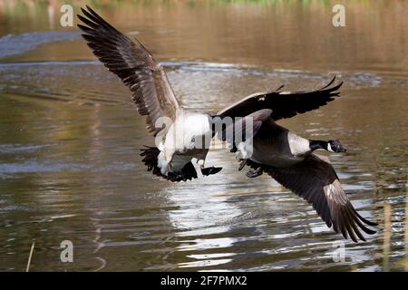 Holmfirth, Yorkshire, Großbritannien, 09. April 2021. Britische Wildtiere. Ein ziemlich Damm ähnelt einem Top Gun Film, der als Kanadagänse während der Brutsaison kämpfen. RASQ Photography/Alamy Live News Stockfoto