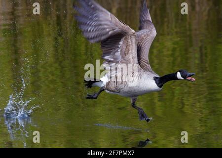 Holmfirth, Yorkshire, Großbritannien, 09. April 2021. Britische Wildtiere. Ein ziemlich Damm ähnelt einem Top Gun Film, der als Kanadagänse während der Brutsaison kämpfen. RASQ Photography/Alamy Live News Stockfoto