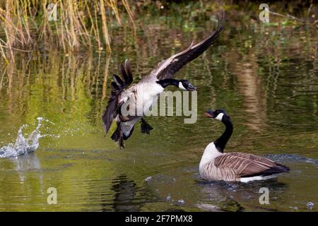 Holmfirth, Yorkshire, Großbritannien, 09. April 2021. Britische Wildtiere. Ein ziemlich Damm ähnelt einem Top Gun Film, der als Kanadagänse während der Brutsaison kämpfen. RASQ Photography/Alamy Live News Stockfoto