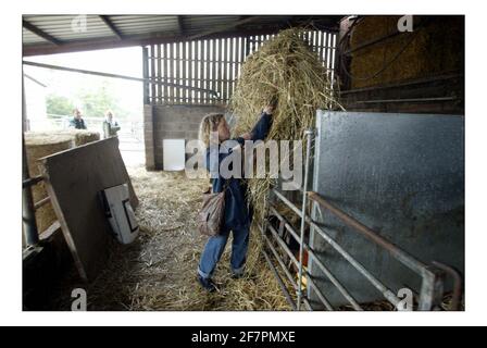 Deborah Ross verbringt den Tag damit, auf der Farm des Prinzen von Wales zu arbeiten: Duchy Home Farm, Broadfield Farm, Tetbury.pic David Sandison 11/10/2005 Stockfoto