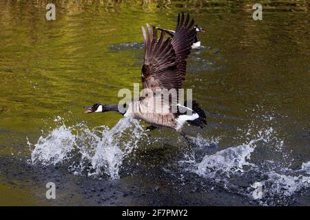 Holmfirth, Yorkshire, Großbritannien, 09. April 2021. Britische Wildtiere. Ein ziemlich Damm ähnelt einem Top Gun Film, der als Kanadagänse während der Brutsaison kämpfen. RASQ Photography/Alamy Live News Stockfoto