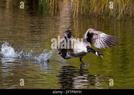 Holmfirth, Yorkshire, Großbritannien, 09. April 2021. Britische Wildtiere. Ein ziemlich Damm ähnelt einem Top Gun Film, der als Kanadagänse während der Brutsaison kämpfen. RASQ Photography/Alamy Live News Stockfoto