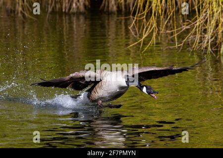 Holmfirth, Yorkshire, Großbritannien, 09. April 2021. Britische Wildtiere. Ein ziemlich Damm ähnelt einem Top Gun Film, der als Kanadagänse während der Brutsaison kämpfen. RASQ Photography/Alamy Live News Stockfoto