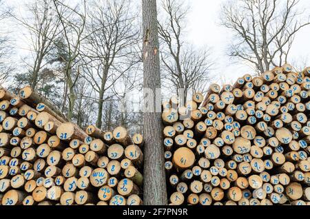 Nummerierte gefällte Bäume auf einem Holzhof oder Holzfällergelände, Baumstämme Stapel von Holzstämmen im Wald, Querschnitt, Entwaldung, Deutschland, Europa Stockfoto