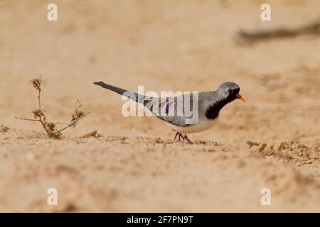 Männliche Namaqua-Taube (Oena capensis) die Männchen haben gelbe und rote Schnäbel, während das Weibchen (hier) einen schwarzen Schnabel hat. Diese Taube ist auf der Nahrungssaat. Es ist fo Stockfoto