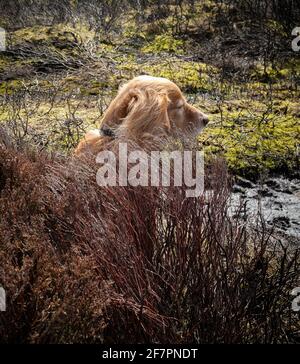 PET Cocker Spaniel sitzt unbehaglich in verbrannten Heidestielen Stockfoto