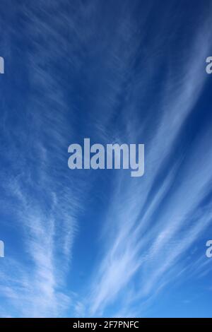 Sehen Sie an einem sonnigen Frühlingstag auf dramatische, schwach gefiederte weiße Wolken in einem blauen Himmel. Stockfoto