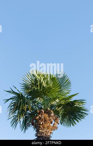 Eine Palme vor einem klaren blauen Himmel. Natürliches, tropisches Sommerdesign. Layout für Broschüren, Flyer, Websites, Beschilderung. Vertikales Banner. Das Konzept von Stockfoto