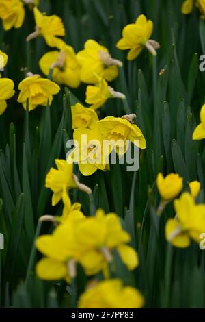 Narzissen im Frühjahr, England Stockfoto