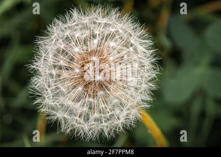 Ein Landschaftsmakro-Bild des Löwinenzapfens, Taraxacum officinale auf grünem Hintergrund. Staveley Nature Reserve, Yorkshire, England. 24. Juli 2020 Stockfoto