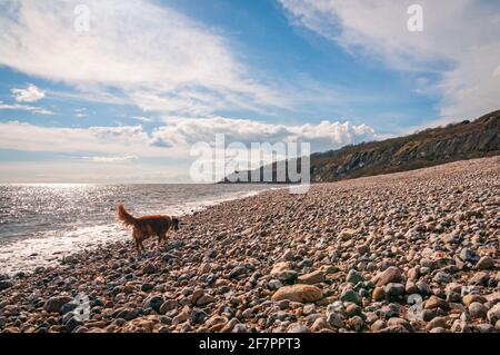 Eine HDR-Aufnahme im Frühjahr 3 der Küste von Monmouth Beach mit Klippen aus Liassischen Felsen an der Chippel Bay. Lyme Regis, West Dorset. England. 18. März 2013 Stockfoto