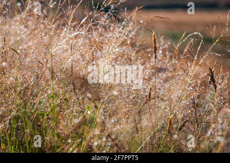 Eine HDR-Ansicht mit 3 Bildern von Morgentau auf herbstlichen Gräsern in der Sonne in den schottischen Highlands, 13. Oktober 2016 Stockfoto