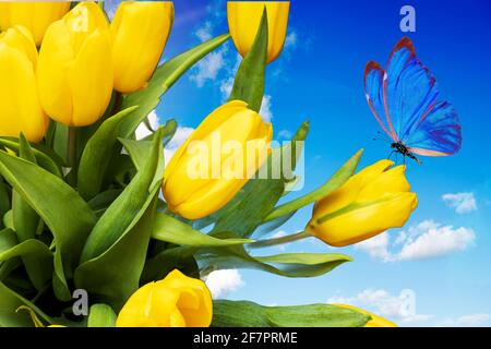 Gelbe Tulpen mit einem blauen Schmetterling an einem blauen Himmel mit Wolken. Sommerpostkarte. Schöner Blumenstrauß. Hochwertige Fotos Stockfoto