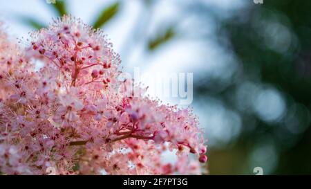 Schöner rosa blühender Tamarisk (Tamarix gallica) vor grünem Bokeh-Hintergrund, Nahaufnahme und selektiver Fokussierung. Panoramaaufnahme der Zierpflanze i Stockfoto