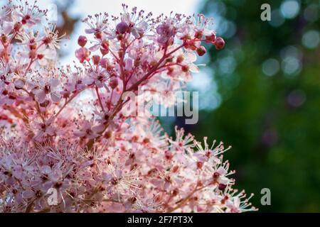 Rosa blühender französischer Tamarisk (Tamarix gallica) vor grünem Bokeh-Hintergrund, Nahaufnahme und selektiver Fokus. Dekorative schöne Pflanze Stockfoto