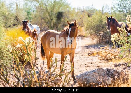 Wilde Pferde in der Wüste von Arizona, Lower Salt River, Mesa, Arizona. Stockfoto