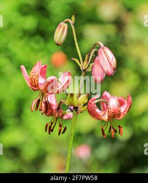 Eine Martagon Lily, 'Manitoba Morning' Blumenkopf, England, Großbritannien Stockfoto